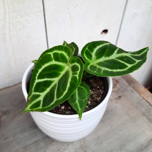 L'anthurium est une plante généralement facile d'entretien. Celle-ci possède des feuilles verte luisante et satinée avec des rainures blanches.