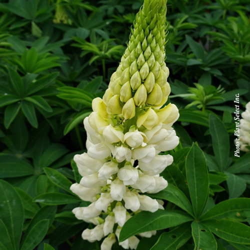 Lupinus Westcountry 'Polar Princess'