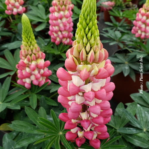 Lupinus Westcountry 'Rachel de Thame'