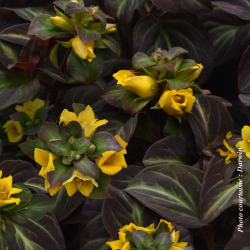 Lysimachia alfredi 'Night Light' - 1g