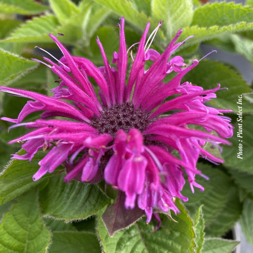 Monarda Bee you 'Bee Merry'