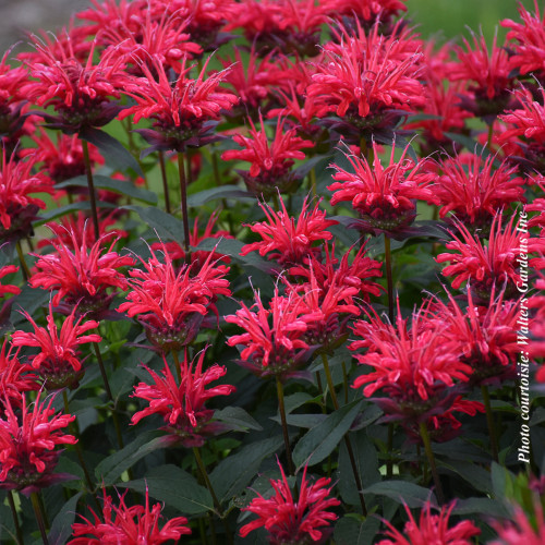 Monarda upscale 'Red Velvet' - 1g