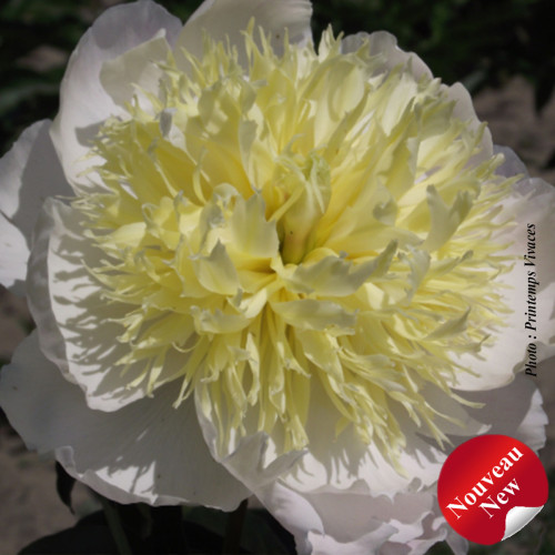 Paeonia 'Honey Gold' - 2g
