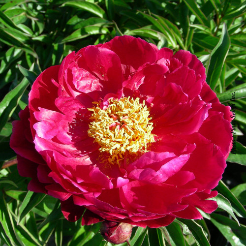 Paeonia 'Peter Brand' - 2g