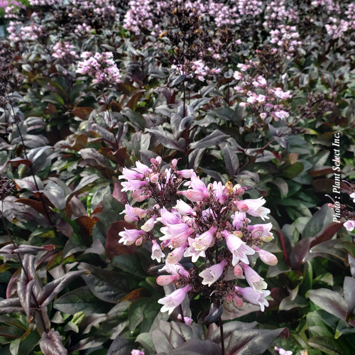 Penstemon Dakota 'Burgundy' - 1g