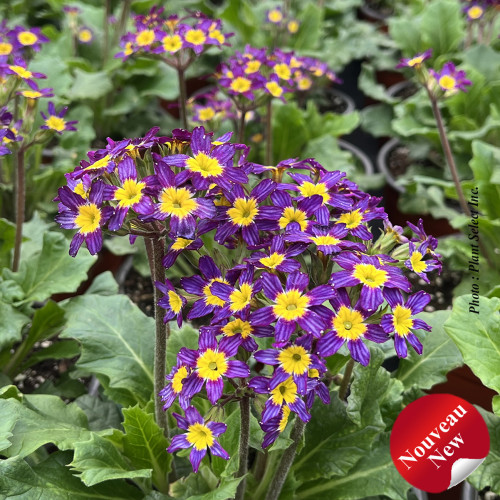 Primula 'Oakleaf Blue' - 1g