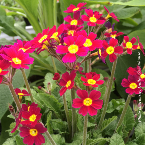 Primula 'Oakleaf Magenta' - 1g
