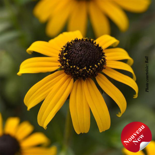Rudbeckia 'Goldblitz' - 2g