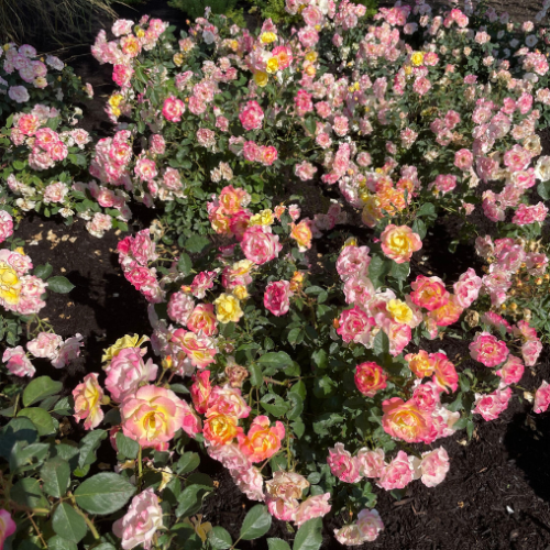Rosier arbustif 'Gumball Goody' - 2g