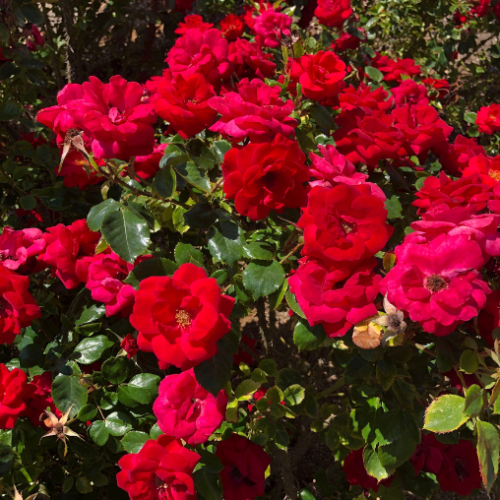 Rosier arbustif  'Cinnamon Hearts' - 2g