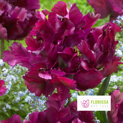 Bulbes de Tulipes 'Secret Parrot'