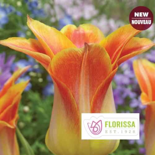 Bulbes de Tulipes 'Moonblush'