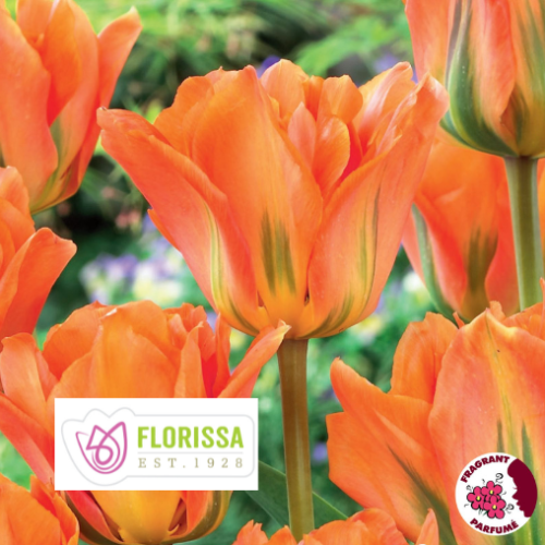Bulbes Tulipes 'Disneyland Paris'