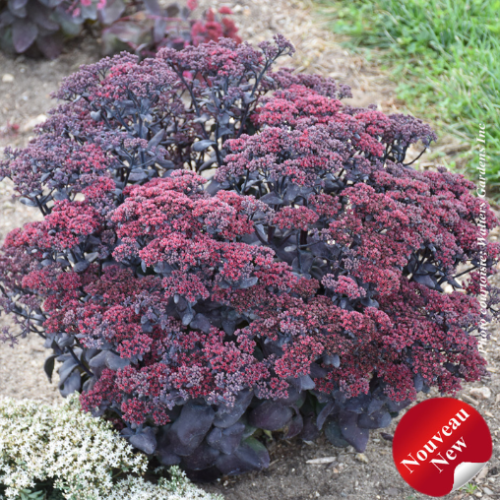 Sedum 'After Dark' - 1g