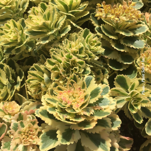 Sedum 'Atlantis' - 1g