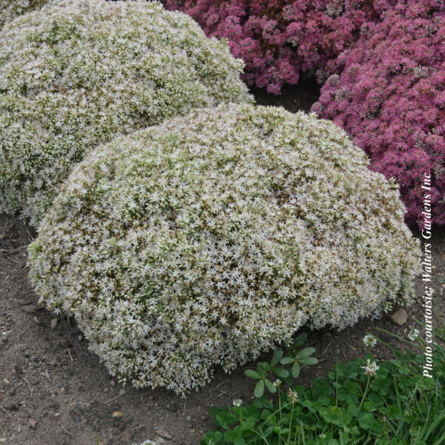 Sedum Rock'N Round 'Bundle of Joy'