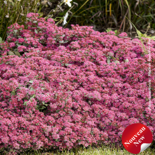 Sedum Rock'N Round 'Superstar'