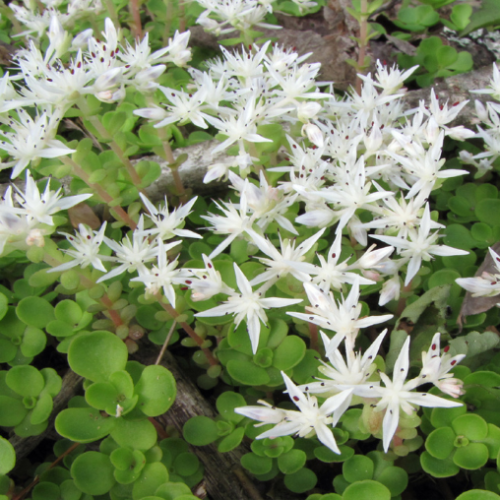 Sedum ternatum - 1g