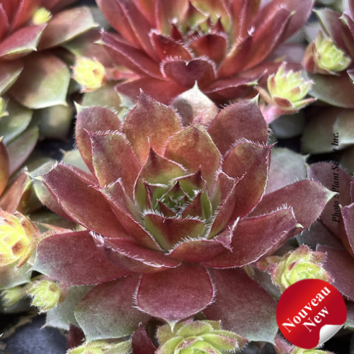 Sempervivum 'Red Rubin'