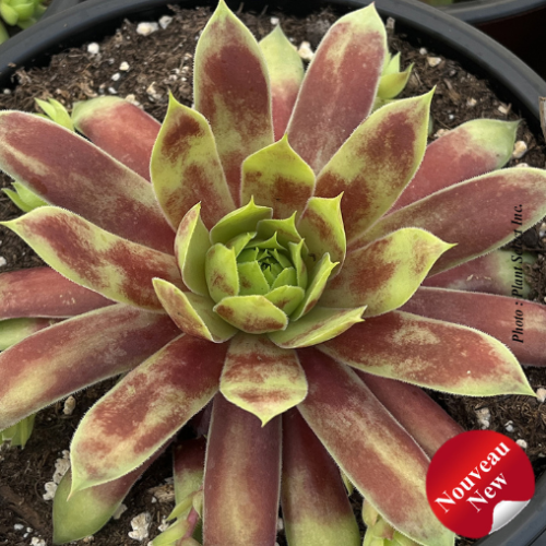 Sempervivum Chick Charms GIANTS 'Gold Mine' - 1g
