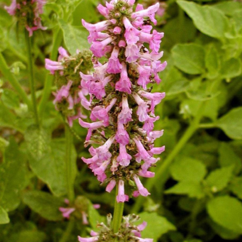 Stachys 'Morning Blush' - 1g