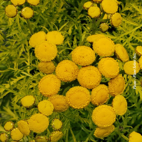 Tanacetum vulgare 'Isla Gold'
