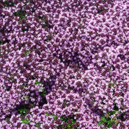 Thymus serpyllum 'Roseus'