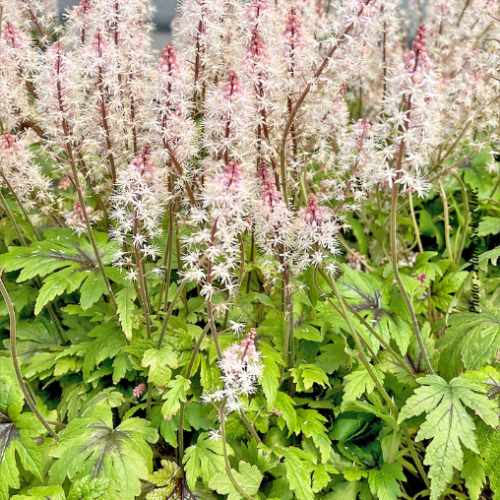 Tiarella 'Sugar and Spice'