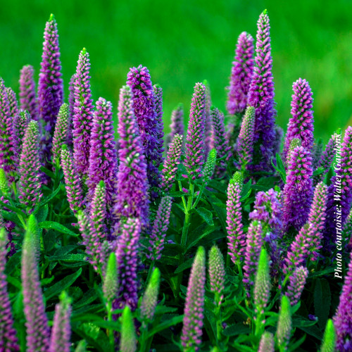 Veronica Magic Show 'Purple Illusion' - 1g