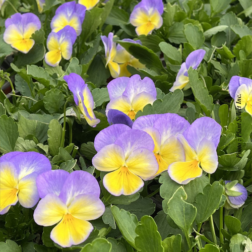 Viola 'Halo Lemon Frost'