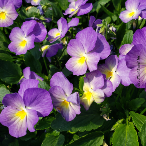 Viola Celestial 'Starry Night' - 1g