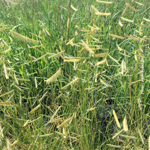 Bouteloua 'Blonde Ambition' - 1g