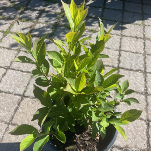 Itea virginica 'Little Henry' - 2g