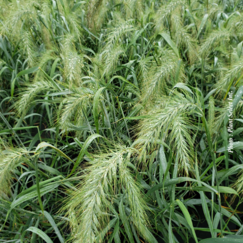 Elymus 'Icy blue' - 2g