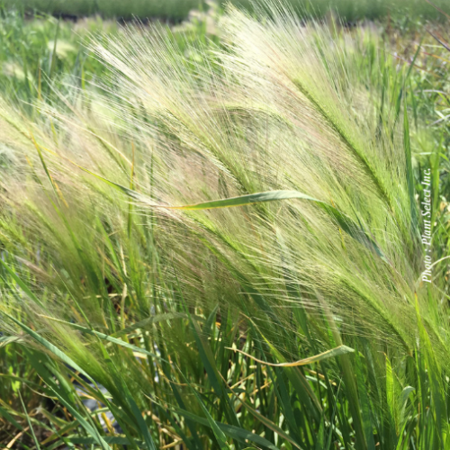 Hordeum jabatum - 1g