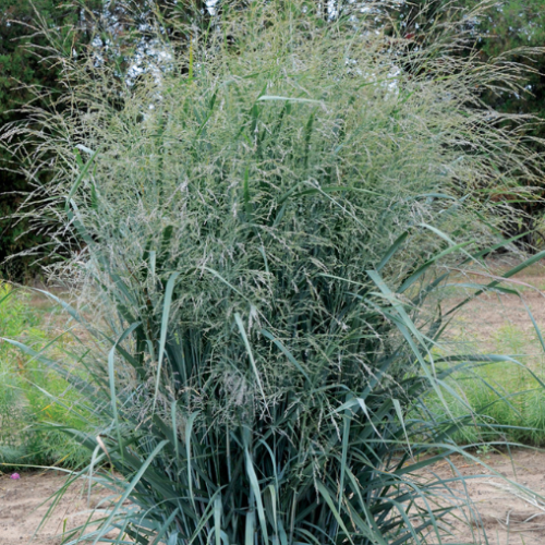 Panicum 'Blue Fountain'
