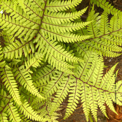 Athyrium otophorum 'Limelight' - 1g