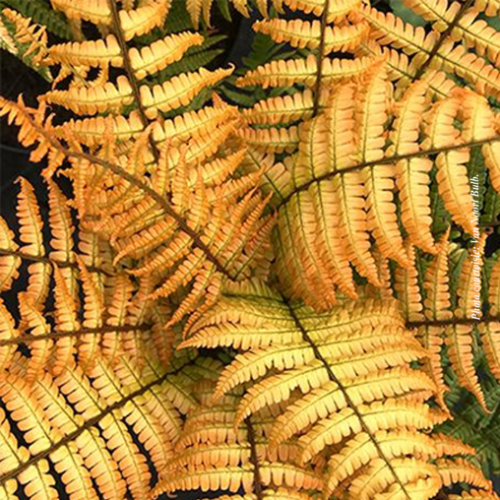Dryopteris 'Jurassic Gold' - 1g