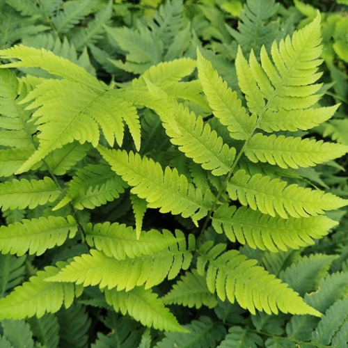 Dryopteris goldiana - 1g