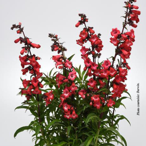 Penstemon 'Cherry Spark' - 1g