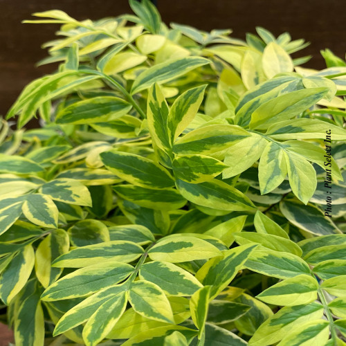 Polemonium pulcherrium 'Golden Feathers' - 1g