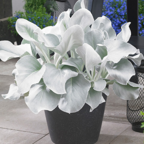 Senecio 'Angel Wings' - 1g