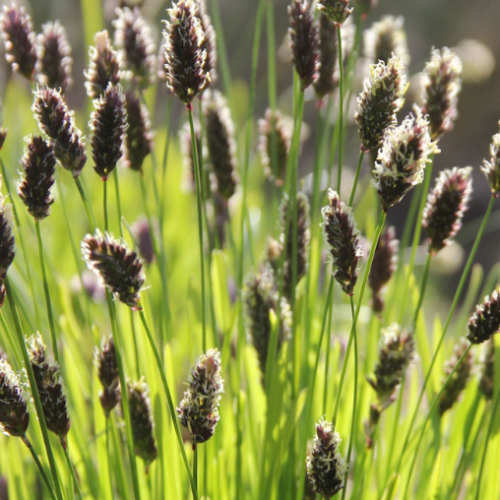 Sesleria 'heufleriana' - 1g