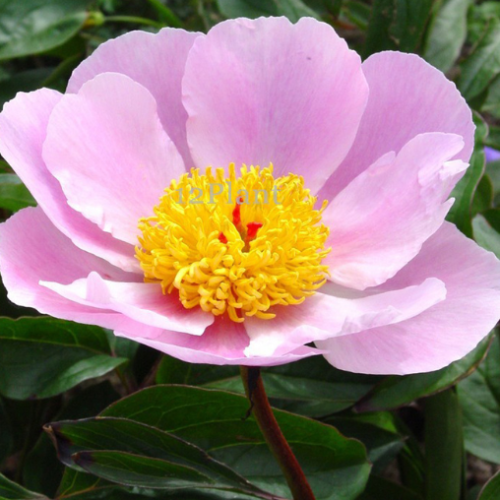 Paeonia 'Nymphe' - 2g