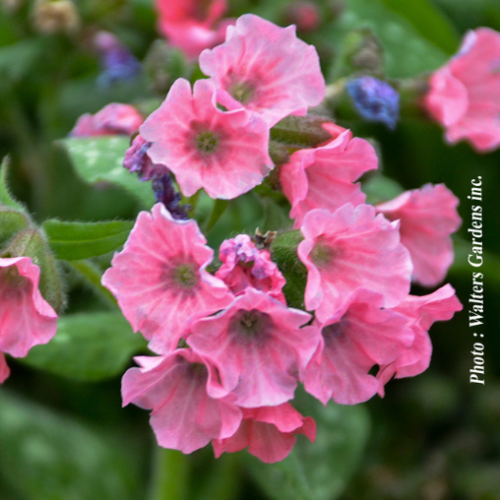 Pulmonaria 'Pretty in Pink' - 1g