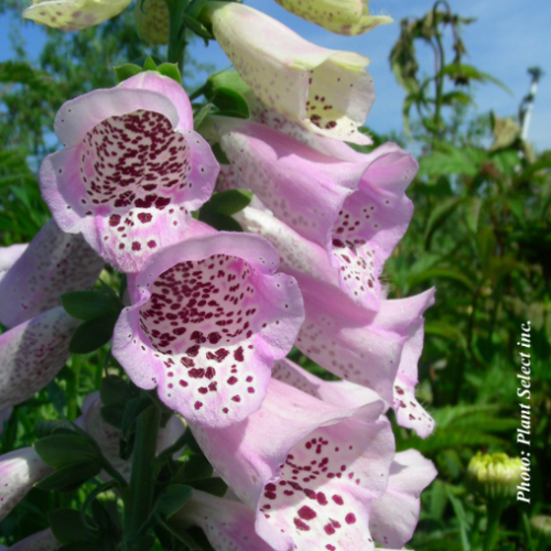 Digitalis 'Camelot Lavender'