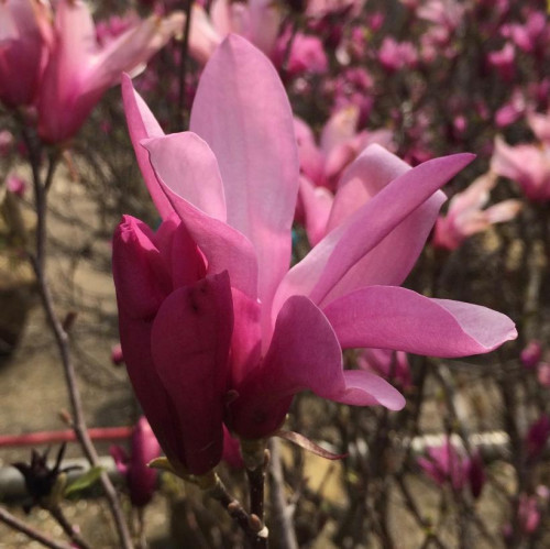 Magnolia x 'Ann'