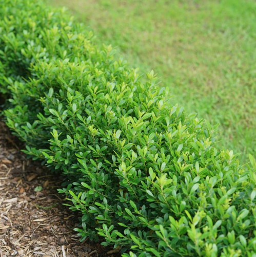 Ilex x 'Strongbox' - 2g