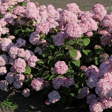Hydrangea arborescens 'Pinkerella' - 2g