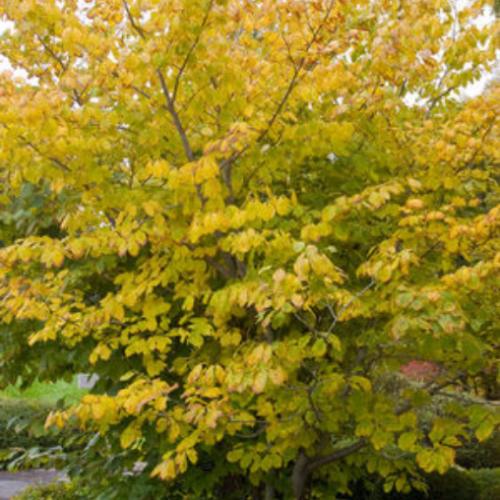 Hamamelis virginiana